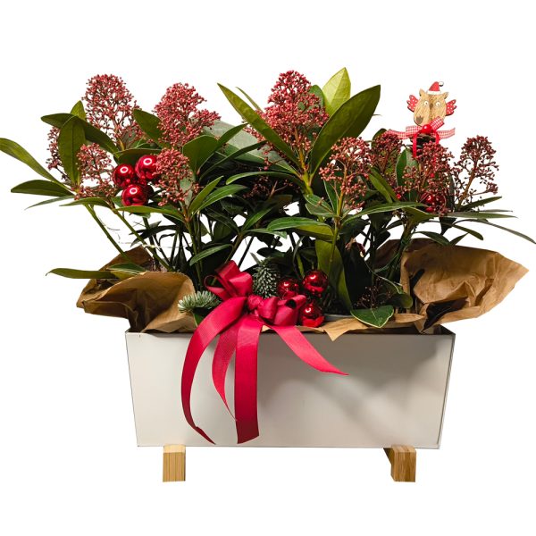 Aranjament Craciun cu plante Skimmia