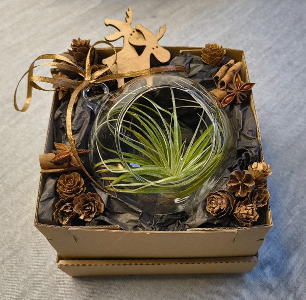 Set cadou cu glob din sticla cu Tillandsia - imagine 2