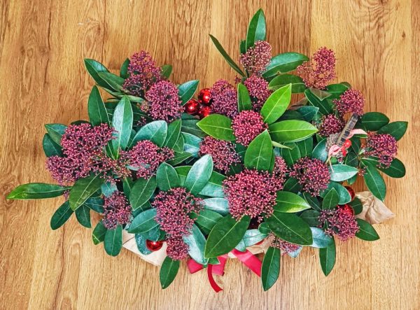 Aranjament Craciun cu plante Skimmia - imagine 2