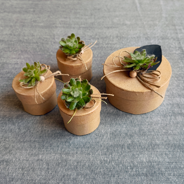 Cutii din carton cu plante suculente - imagine 4