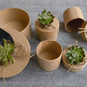 Cutii din carton cu plante suculente