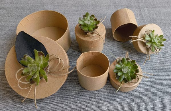 Cutii din carton cu plante suculente