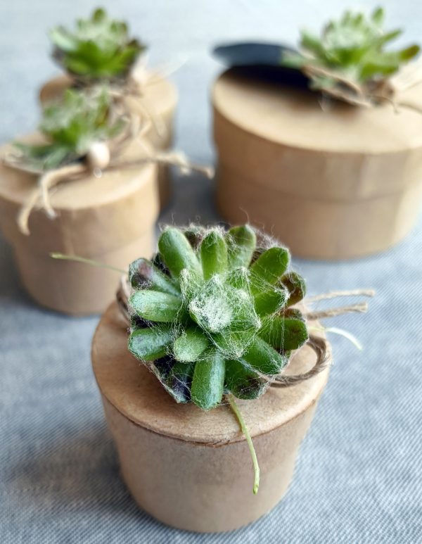 Cutii din carton cu plante suculente - imagine 2