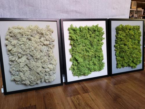 Tablouri verzi cu licheni